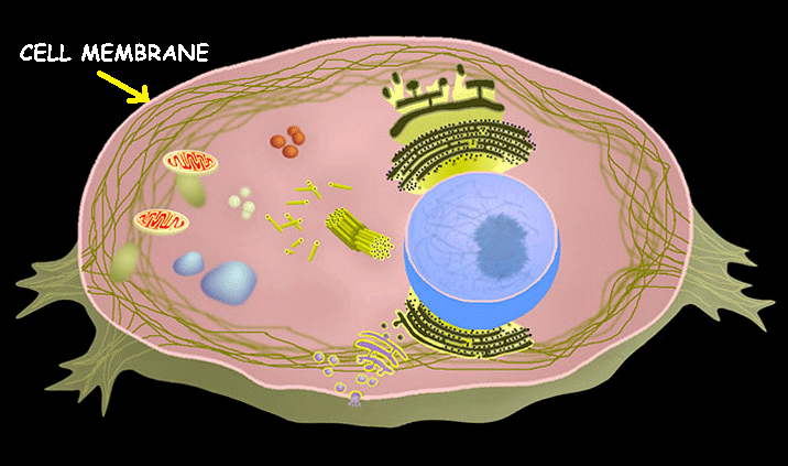 <p>Cell Membrane </p>