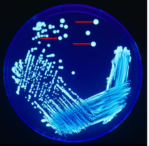 <p>a single bacterial colony</p>