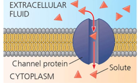 <p>channel protein </p>