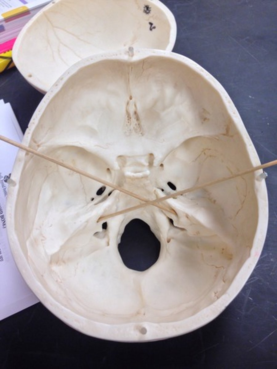 <p>canal located between the jugular foramen and carotid canal from superior view</p>