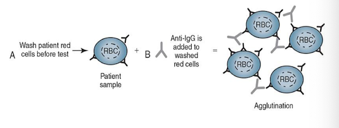 <ul><li><p>Detects IgG or complement bound to RBCs in vivo</p></li><li><p> In the procedure, AHG reagent is added after the RBCs have been washed</p></li><li><p>Agglutination demonstrates whether IgG or complement was attached to the RBCs</p></li></ul><p></p>