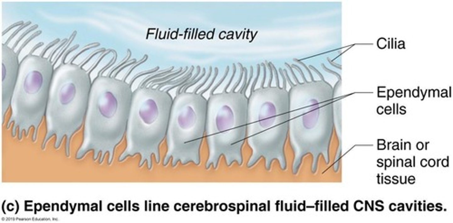 <p>Ependymal cells line the ventricles of the brain.</p>