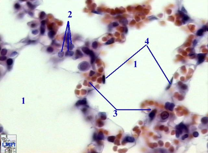 <p>Identify this structure</p>