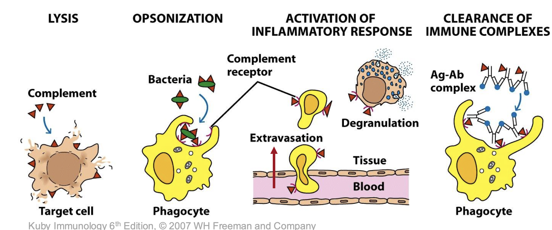 <ul><li><p>a biochemical cascaed involving more than 30 proteins in the blood and tissues which is activated following infection</p></li></ul><ul><li><p>Destroy pathogens (e.g., bacteria, viruses)</p></li><li><p>Mark pathogens for destruction (opsonization)</p></li><li><p>Recruit immune cells to sites of infection (inflammation)</p></li><li><p>Help antibodies and phagocytic cells clear microbes and damaged cells</p></li></ul><p></p>