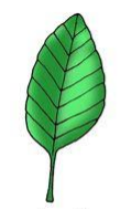 <p>Leaf Venation?</p>