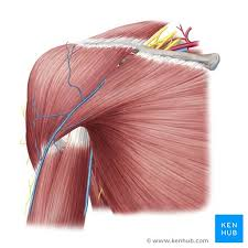 <p>what is the anatomical name for this part?</p>