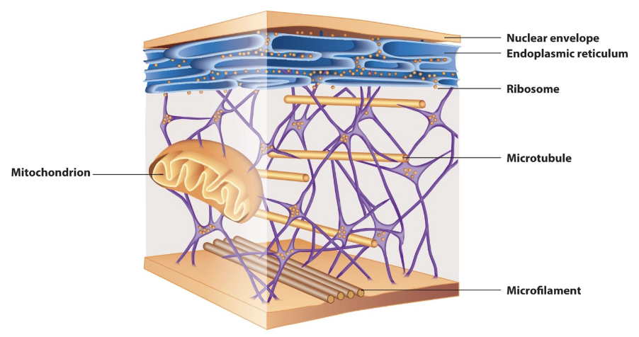 <p>*Purple interconnections are intermediate filament</p>