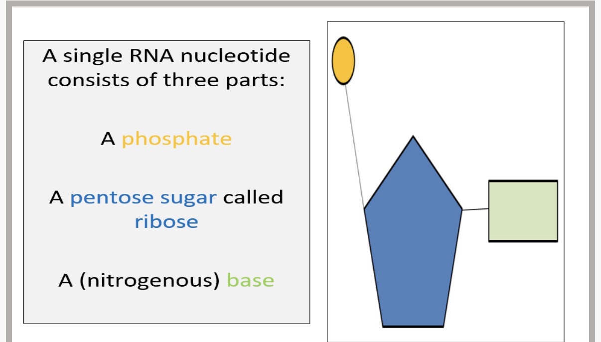 <p>Deoxyribonucleic acid and Ribonucleic acid are members of a family of biopolymers called …1?</p><p>Info-Although the sugar in a DNA nucleotide and an RNA nucleotide are both pentose sugars, because they have 5 carbon atoms, they are not the same monosaccharide. A DNA nucleotide contains a deoxyribose sugar whereas an RNA nucleotide contains a ribose sugar</p><p>2.What is a phosphodiester bond?</p><ol start="3"><li><p>How is the link between ribose sugars created?</p></li><li><p>What are the parts that a single RNA nucleotide consists of?</p></li></ol><p>•The third component of a DNA or RNA nucleotide is a nitrogenous base. 5.state the nitrogenous bases that are linked by three hydrogen bonds across a DNA molecule?</p><p>•In a strand of RNA, there is a 5'-end ("five prime end") where the phosphate group is attached to the 5 carbon of the ribose sugar, and a 3'-end ("three prime end") and an RNA strand runs in the 5'-to-3' direction. Therefore, nucleic acids can only be synthesised in the…6?</p><ol start="7"><li><p>State 5 similarities of DNA and RNA?</p></li><li><p>State 4 differences between DNA and RNA?</p></li></ol><p>What are the 4 possible nitrogenous bases on a DNA nucleotide and an RNA nucleotide</p><p>info:Uracil (U) is a pyrimidine base and is complementary to adenine. During transcription, if an adenine base is exposed on the DNA template strand, an RNA nucleotide containing an uracil base will line up opposite according to complementary base pairing rules</p><p></p>