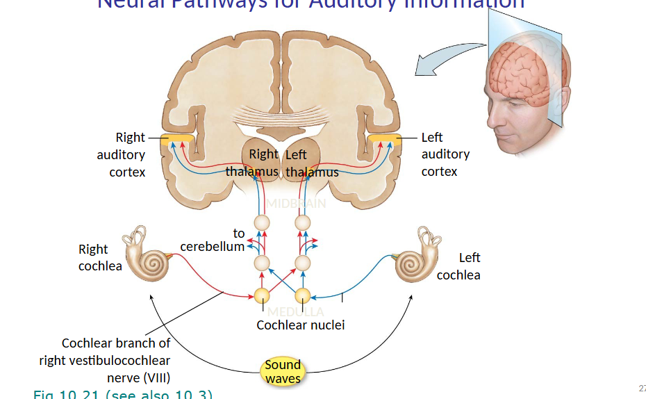 <p>sound waves reach both cochleas</p><ul><li><p>travel to cochlear nuclei via cochlear branch of vestibulocochlear nerve</p></li><li><p>cerebellum</p></li><li><p>right and left thalamus</p></li><li><p>right and left auditory cortices</p></li></ul><p></p>