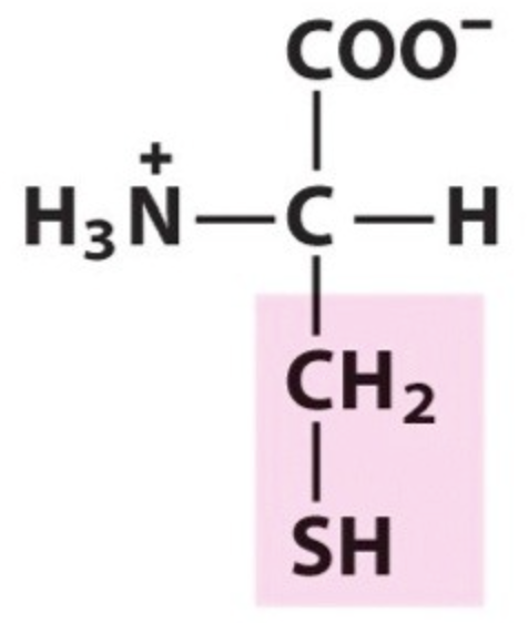 <p>Name the amino acid.</p>