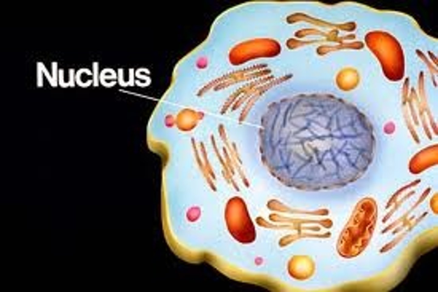 <p>Contains cell DNA and coordinates all cell activity</p>