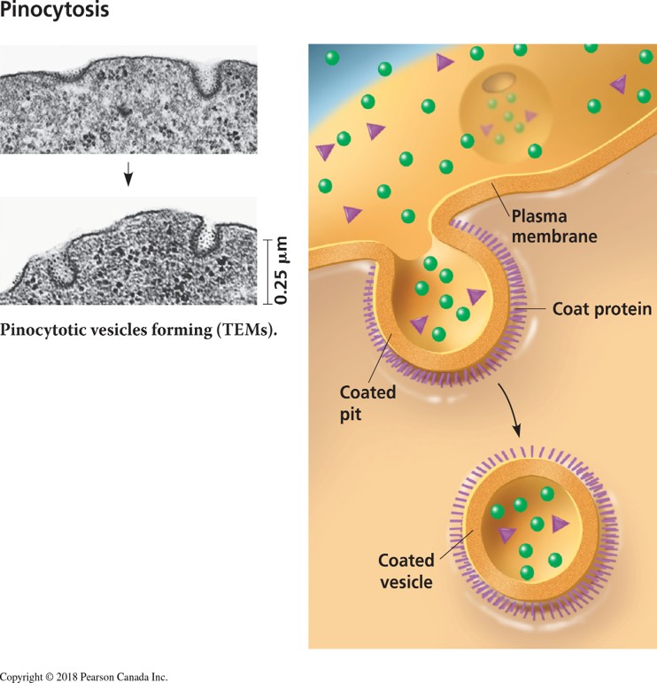 <p>Results from the inward folding of the plasma membrane to form a pocket, forming a vesicle/ The vesicle fuses with a lysosome for breakdown of the internalized materials</p>