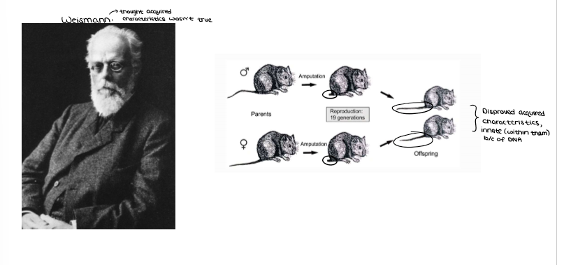 <ul><li><p><em><u>Lamarck’s theory was disproved</u></em>&nbsp;by August Weismann (1870’s) with his experiments: He cut off the tails of mice for 19 generations (producing 904 offspring) to see if this&nbsp;“acquired characteristic” was passed on. Each subsequent generation has a tail (innate/within them b/c of DNA.&nbsp;</p></li></ul><p></p>