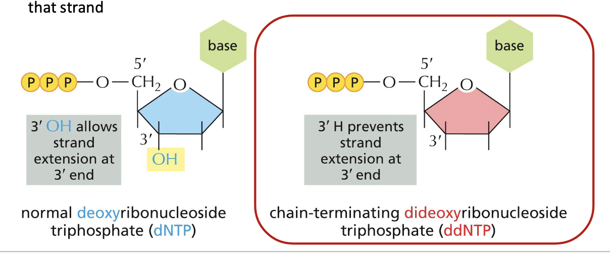 <p>sanger sequencing or dideoxy sequencing</p><ul><li><p>method using <strong>DNA polymerase</strong> along with special chain-terminating nucleotides called <strong>dideoxyribonucleoside triphosphates</strong></p><ul><li><p>when incorporated into a growing DNA strand, they block further elongation</p></li></ul></li><li><p>normal <strong>deoxy</strong>ribonucleoside triphosphate (dNTP) →<strong> 3’ OH</strong> allows strand extension at 3’ end</p></li><li><p><strong>dideoxy</strong>ribonucleoside triphosphate (ddNTP) → <strong>3’H </strong>prevents strand extension at 3’ end</p></li></ul><p></p>