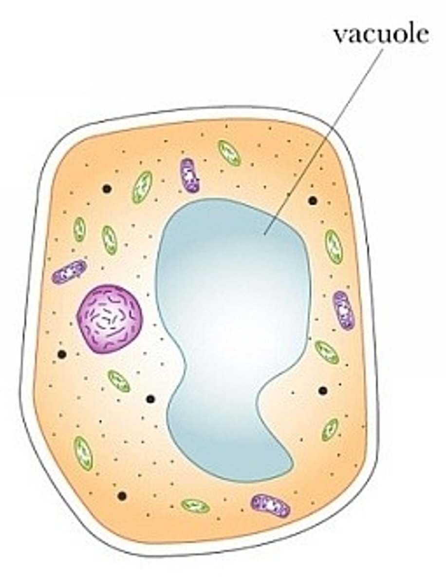 <p>Plant cell organelle that stores cell sap</p>