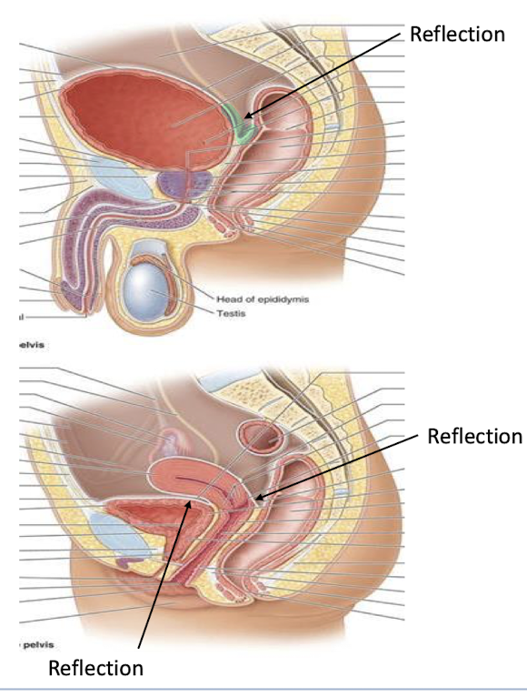 <p>Holds both the Bladder and rectum in both sexes; uterus and part of the vagina in females; prostate and seminal vesicles in males.</p><p>Portions of these organs bulge into the abd cavity and covered by reflections of the peritoneum </p><ul><li><p>reflections (green) are where the membrane changes direction</p></li></ul><p></p>