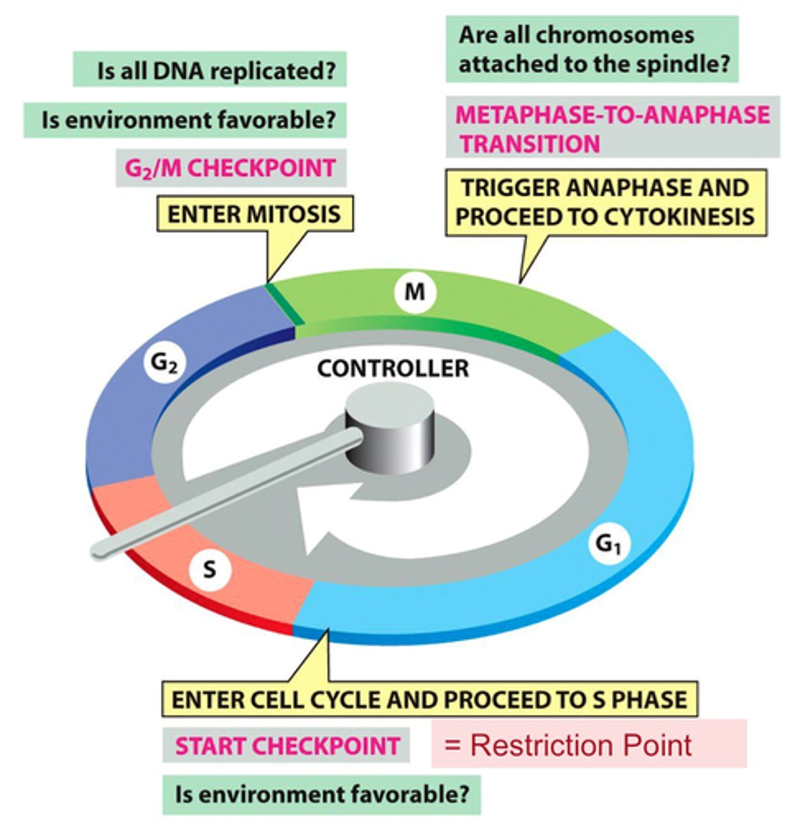 <p>the G1 checkpoint</p>
