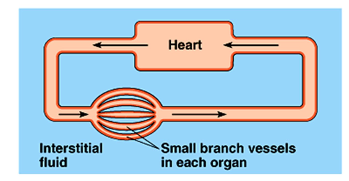 <p>- Type of circulatory system found in annelids</p><p>- High pressure</p><p>- Low fluid volume</p><p>- Blood remains in a series of vessels</p>