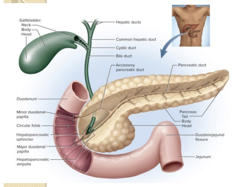 <p>What pancreatic enzymes are secreted by the pancreas?</p>