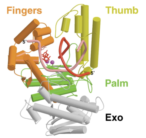 <ul><li><p>DeLucia and Cairns isolated a mutant E.coli w/ no DNA pol I activity but could still survive</p></li><li><p>the polymerase responsible for replicating E.coli chromosome in vivo is DNA pol III (discovered by Kornberg)</p></li><li><p>DNA pol I is the prototype for all DNA polymerases (enzymatically and structurally)</p><ul><li><p>the catalytic site and overall fold (hand structure) is conserved, editing capacity varies depending on the polymerase</p></li></ul></li></ul><p></p>