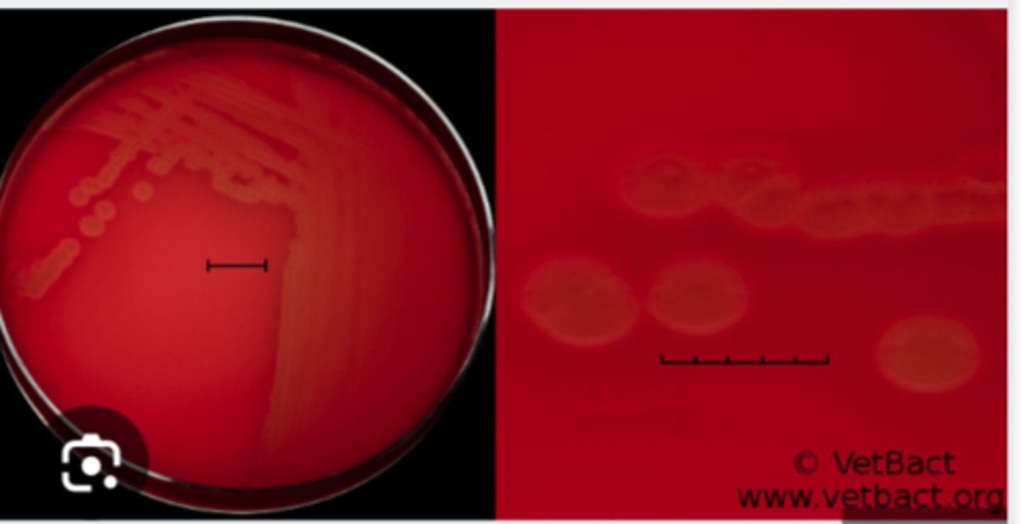 <p>Eight 12 month-old feedlot calves were quarantined with acute respiratory difficulties, one of which died despite treatment with a single dose long-acting antibiotic upon</p><p>arrival at the feedlot. Post mortem findings showed extensive haemorrhagic fibrinous bronchopneumonia in the cranioventral lung lobes.</p><p>Test:</p><p>Cytology: Medium sized greyish colonies</p><p>See BA and describe </p><p>Indole positive , Oxidase negative </p>