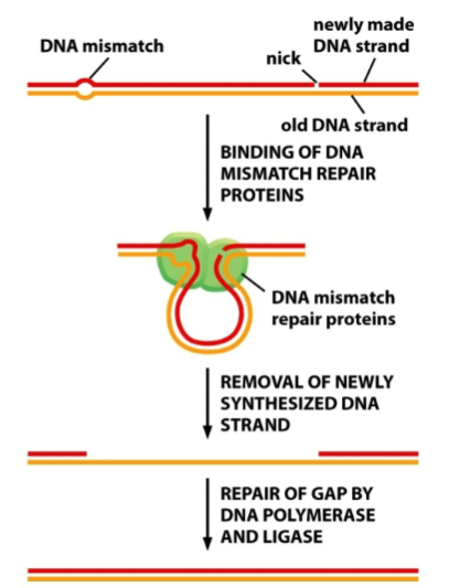 <p><span style="color: #000000">Cells mark the newly synthesize strand to ensure that they repair the correct strand</span><span style="color: #000000"><br></span><span style="color: #000000">• Methylation in prokaryotes</span><span style="color: #000000"><br></span><span style="color: #000000">• Nicks in the sugar- phosphate backbone in eukaryotes*</span></p>