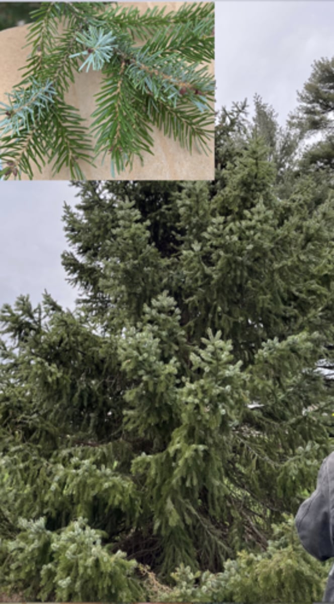 <p>"Frosted tips," upswept, white stomatal bands on bottom, cones clustered at top, two-tone appearance, mark fav,</p>