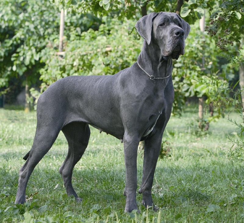 <p>so its a super big dog kinda like the doberman but its muzzle is bigger and it doenst have the ears. its face is very regal and kinda cute. </p>