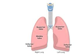 <p>They are two large organs within the thorax on either side of the heart. they are and spongy because they are made up of alveoli (air). </p>