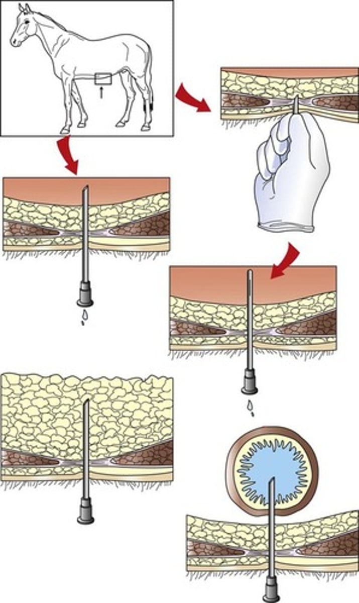 <p>- An area of 10 cm×10 cm to the right of midline at the most dependent aspect of the ventral abdomen is clipped and aseptically prepared using povidone-iodine or chlorhexidine scrub and alcohol.</p><p>- should not be performed to the left of midline because of the potential for splenic injury and subsequent hemoabdomen.</p>