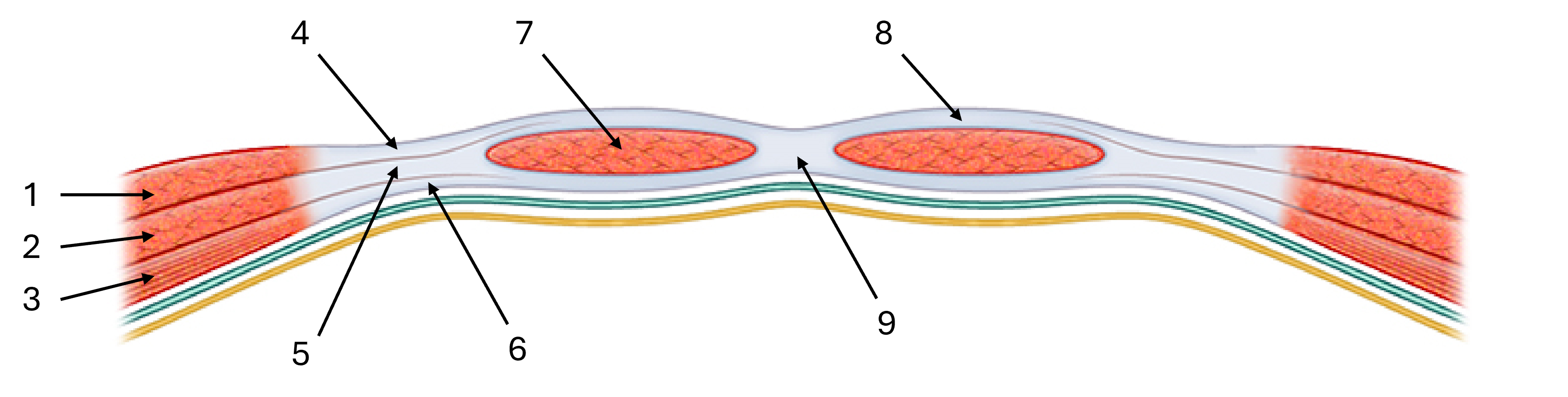 <p>label this diagram of the rectus sheath</p>