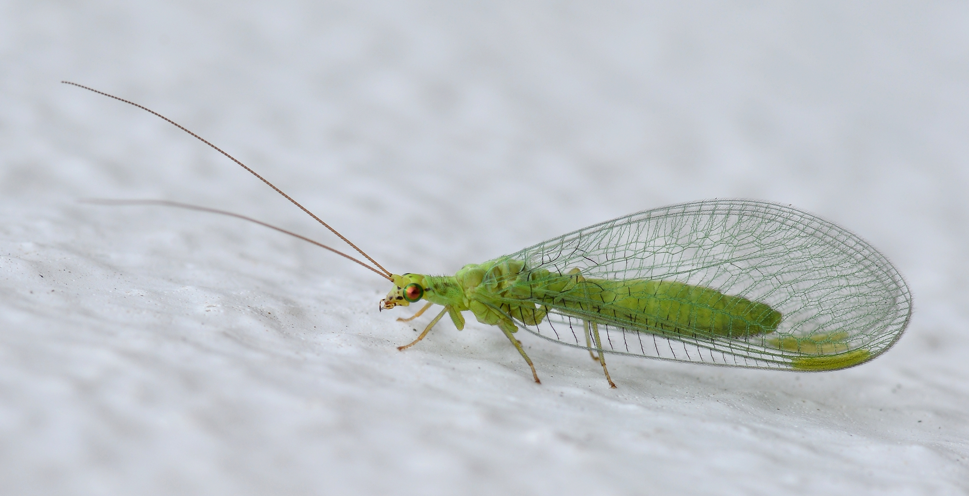 <p>Order Neuroptera: Lacewings/Antlions</p>