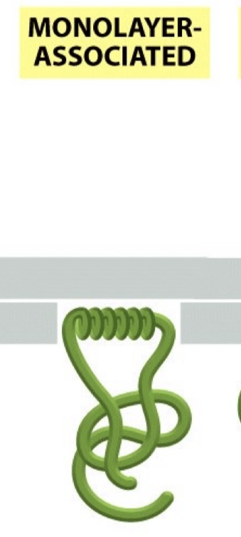 <p>Anchored to the cytosolic surface <span style="color: green;">(the side of the membrane that faces the inside of the cell)</span> via an amphipathic a-helix. </p>