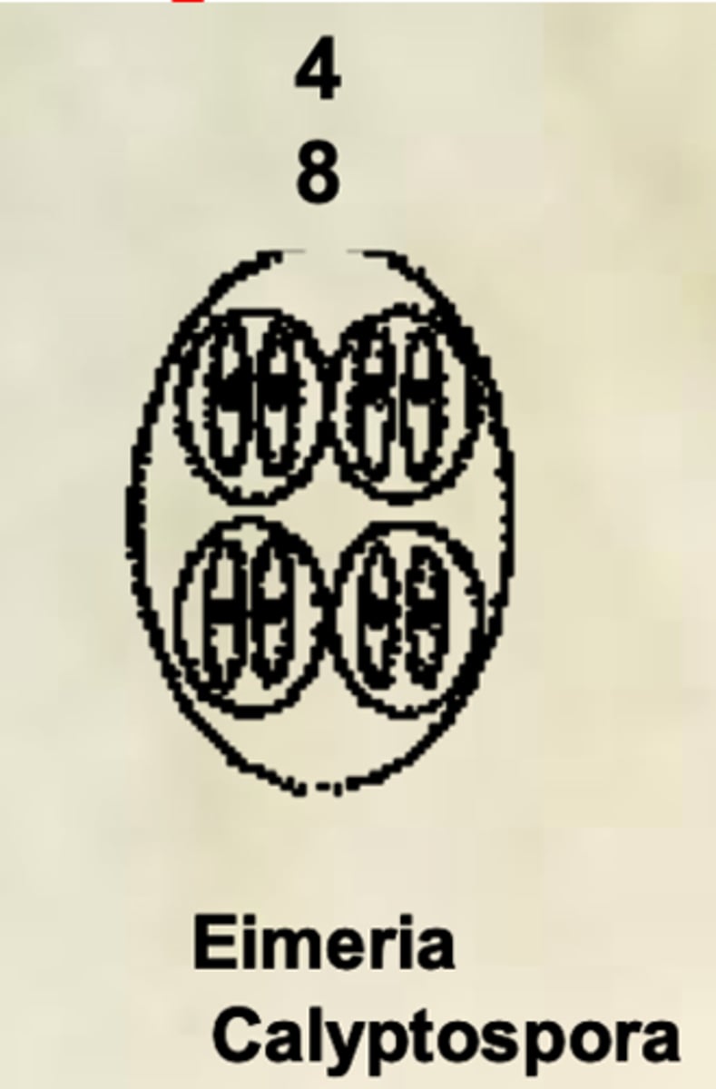 <p>- Unsporulated or Sporulated: (4 sporocyst, 8 sporozoites)<br>- 5-7 micrometer<br>- Oval<br>- Thin shell<br>- Light yellow</p>