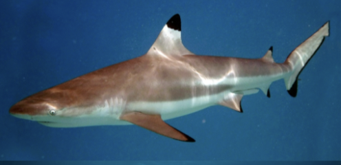<p>It’s a blacktip shark!</p><ul><li><p>coastal and offshore</p></li><li><p>tips of dorsal, caudal, anal, and <strong>pelvic fins are black </strong>(pelvic distinguishes from spinner sharks)</p></li><li><p><strong>IUCN status: vulnerable</strong></p></li></ul><p></p>