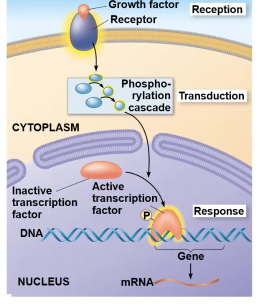 <ul><li><p>The kinase series gets activated</p></li><li><p>the last kinase in the cascade enters the nucleus and binds to. an inactive transcription factor, creating an active transcription factor&nbsp;</p></li><li><p>The activated transcription factor binds to a specific DNA sequence and activates gene expression</p></li></ul><p></p>