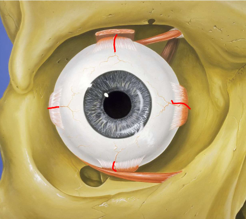 <p>Medial and Lateral trunk</p><p>Muscular arteries to RECTUS muscles branch to Anterior Ciliary Arteries</p>