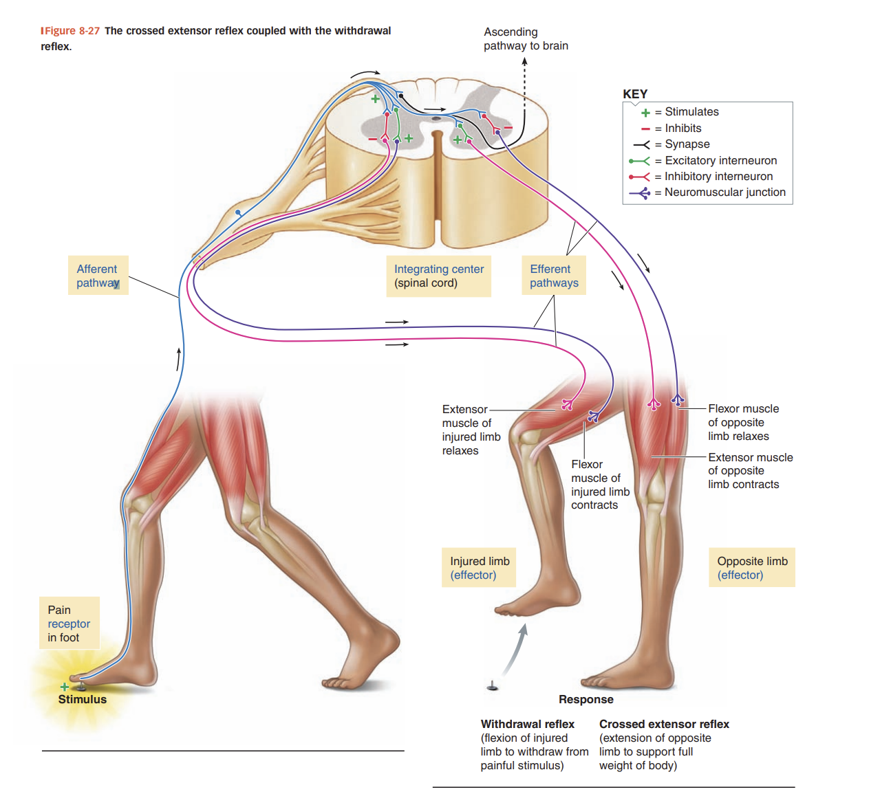 <p><strong>Withdrawal Reflex (Injured Limb)</strong> </p>