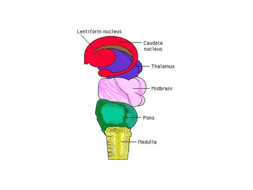 the brain stem regulated vital basic functions like regulation of heart rate, breathing, sleeping, and eating