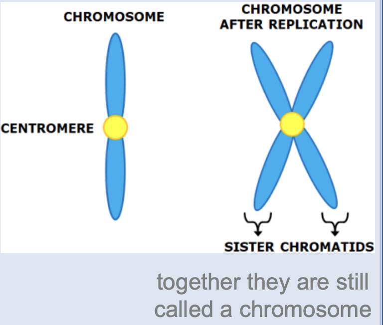 <p><span>compact, condensed DNA organized in preparation for replication and cell division</span></p>