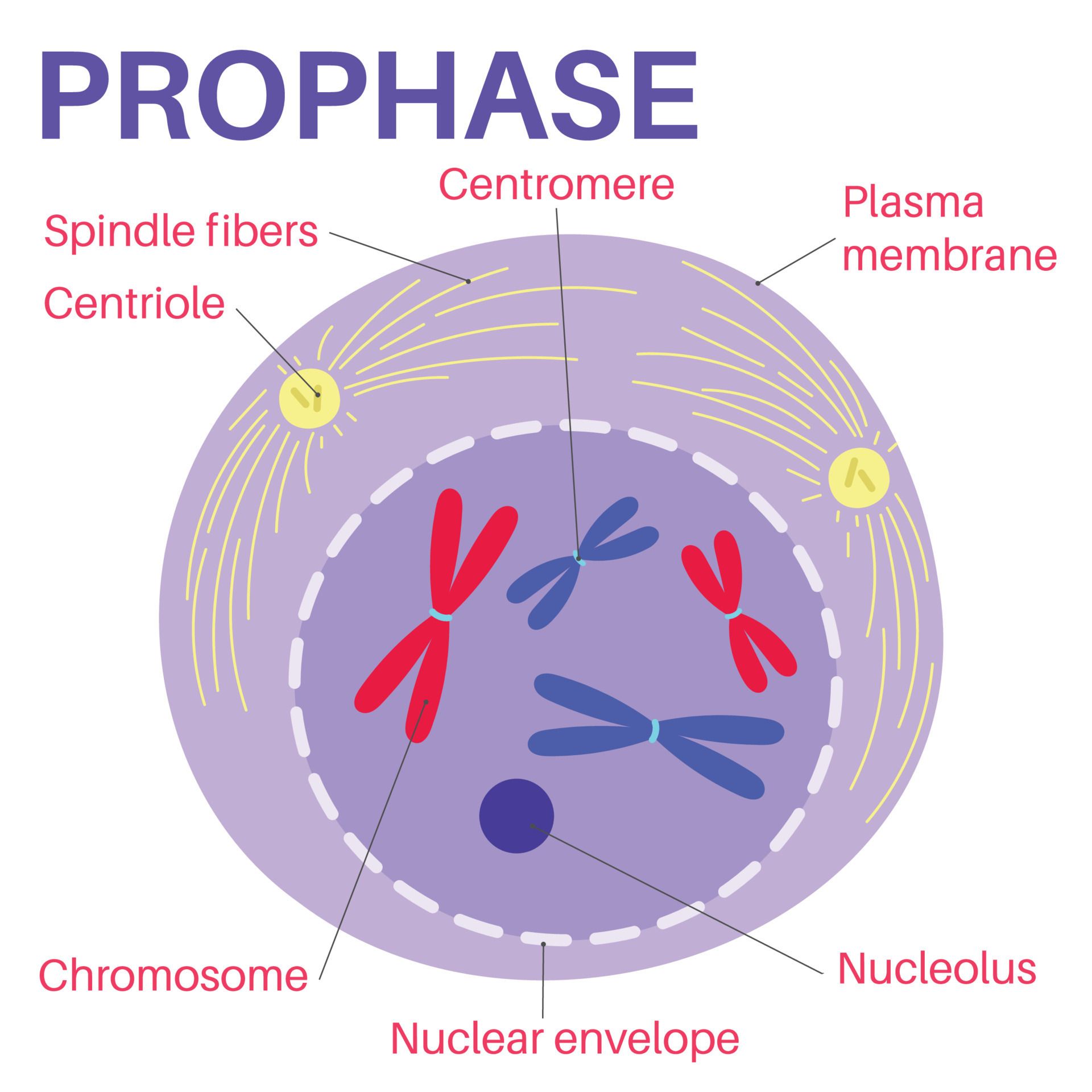 <ul><li><p>chromosomes are visible</p></li><li><p>each chromosome has an identical pair of chromatids joined by centromere </p></li><li><p>spindle fibres start to form </p></li></ul><p></p>