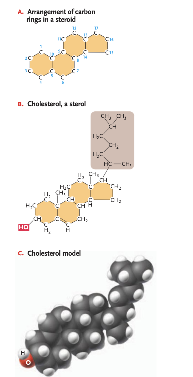 <p>most abundant steroids, single-OH (polar at one end of a framework, non-polar hydrocarbon cain on the other end (ex. cholesterol)</p><ul><li><p>in the phospholipid bilayer will fit in between phospholipids (another example of why it is so important that the tails are unsaturated —> tails are fluid and won’t pack together</p></li></ul><p></p>