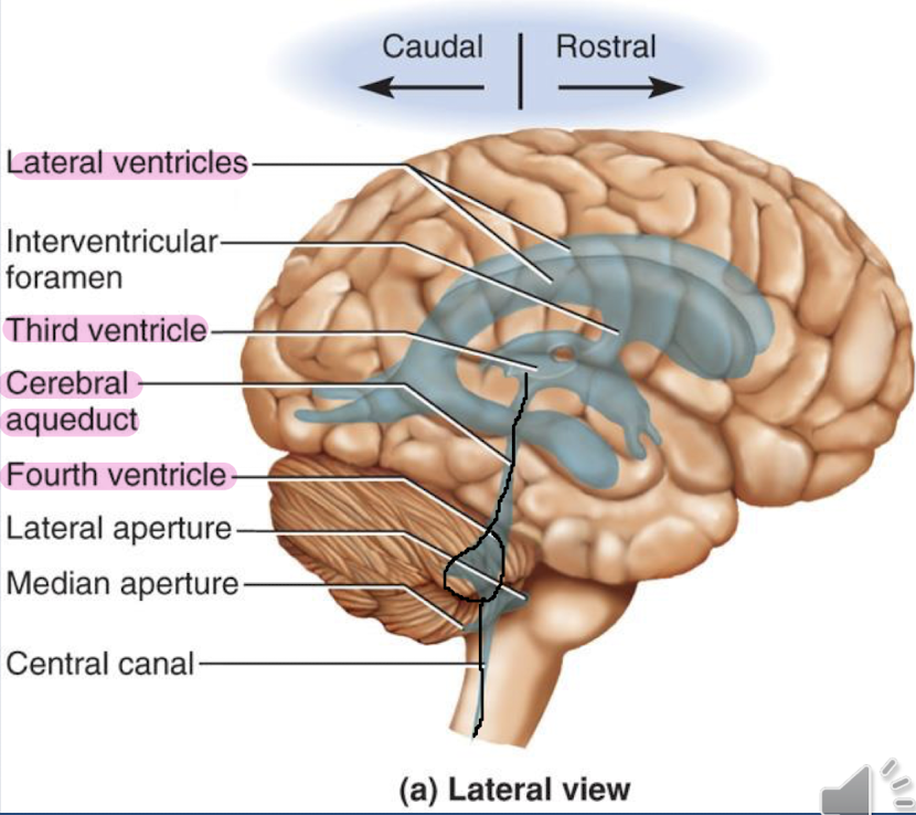<p>the ventricular system is a series of cavities in the brain that hold cerebrospinal fluid&nbsp;</p><p>There are 2 lateral ventricles )one in each hemisphere)&nbsp;</p><p>Third ventricle: located between the two thalami&nbsp;</p><p>Cerebral aqueduct: located in the midbrain&nbsp;</p><p>Fourth ventricle: located between the pons and cerebellum&nbsp;</p>