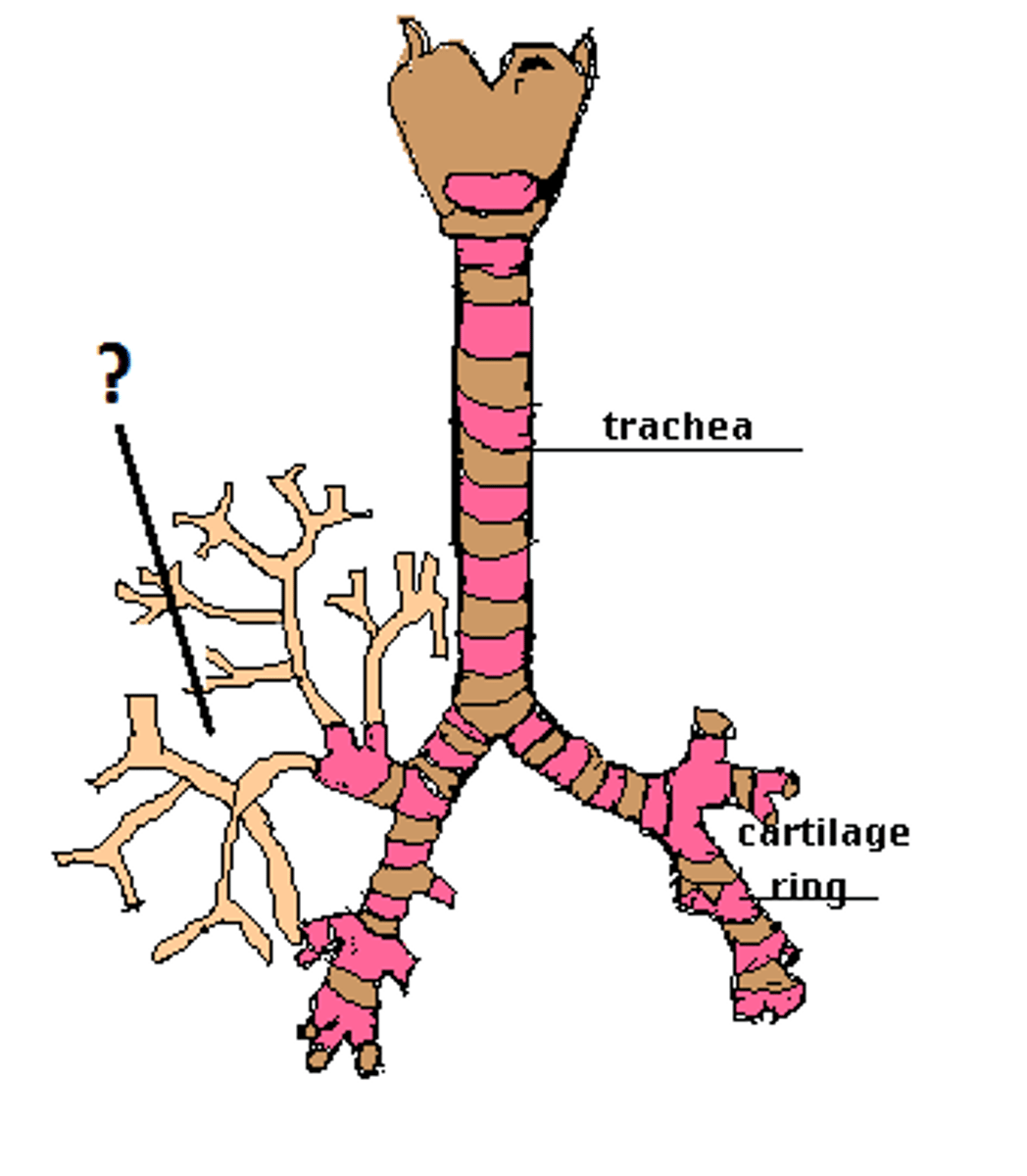 <p>Airways in the lungs that lead from the bronchi to the alveoli.</p>