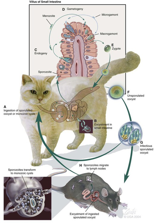 <p>which parasite does this life cycle belong to?</p>