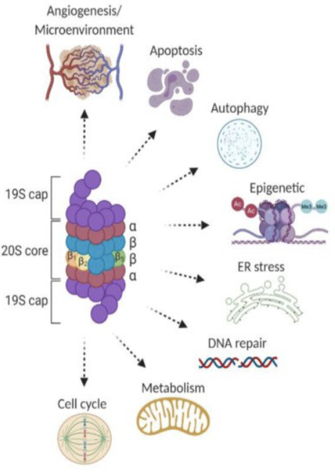 <ul><li><p><span style="color: rgb(255, 255, 255);"><span>Increase ER Stress</span></span></p></li><li><p><span style="color: rgb(255, 255, 255);"><span>Trigger Apoptosis</span></span></p></li><li><p><span style="color: rgb(255, 255, 255);"><span>Turn off cell survival pathways</span></span></p></li><li><p><span style="color: rgb(255, 255, 255);"><span>Affect mitochondrial function</span></span></p></li><li><p><span style="color: rgb(255, 255, 255);"><span>Influence epigenetic changes</span></span></p></li><li><p><span style="color: rgb(255, 255, 255);"><span>Influence DNA Repair</span></span></p></li></ul><p></p>