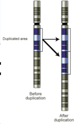 <p>Duplication</p>