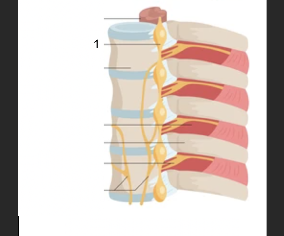 <p>what structure is this? #1</p>
