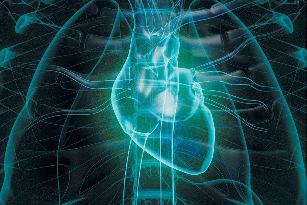 <ol><li><p><strong>Protection </strong>of the <mark data-color="blue">vital organs.</mark></p><p></p></li><li><p><strong>Support</strong> and <strong>maintenance </strong>of <mark data-color="yellow">posture</mark>.</p><p></p></li><li><p>Providing <strong>attachment</strong> points for <mark data-color="red">muscles</mark>.</p><p></p></li><li><p><strong>Storage</strong> and <strong>release </strong>of <mark data-color="blue">minerals </mark>such as calcium and phosphorus.</p><p></p></li><li><p><strong><u>Storage </u></strong><u>of <mark data-color="yellow">energy</mark>.</u></p><p></p></li><li><p><mark data-color="red">Blood cell</mark><strong> production </strong>or hemopoiesis.</p><p></p><p></p></li></ol>