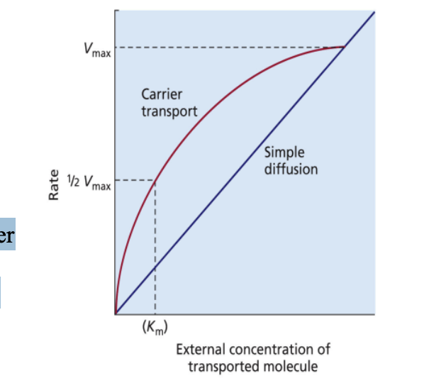 <p>Carrier transport often shows saturation kinetics (Vmax)</p><p>Vmax cannot be exceeded </p><p>When the substrate-binding site on the carrier is all occupied, Vmax is approached </p><p>Vmax is an indicator of the number of molecules of the specific transport protein in the membrane</p>